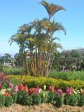 31-Dalat-Al giardino botanico....